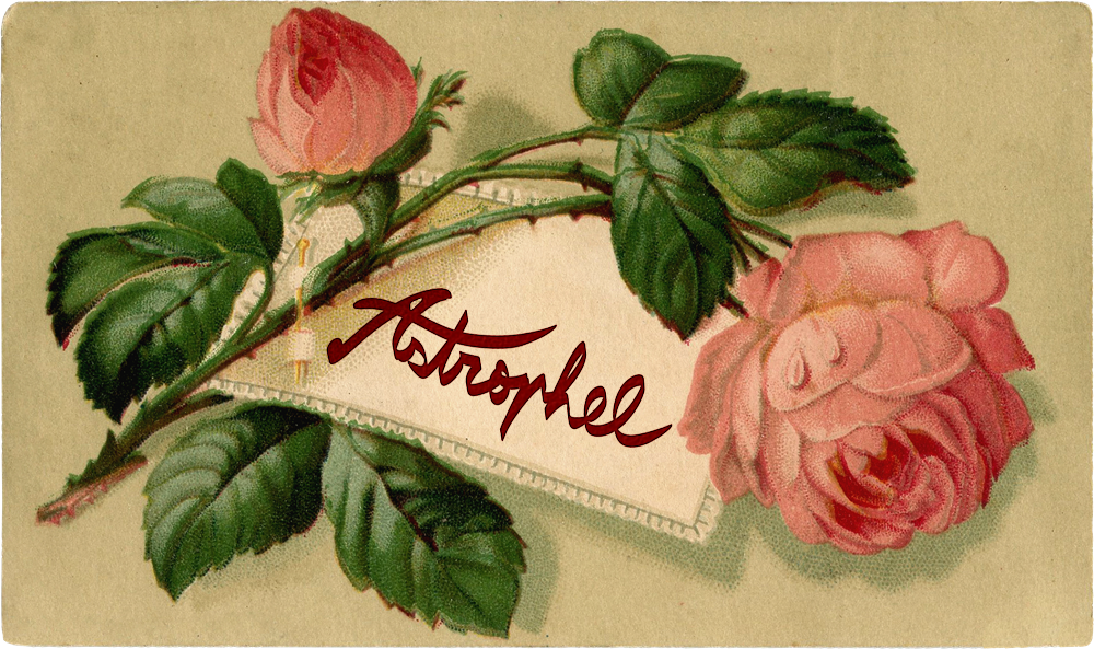 Calling card with a pink rose that has Astrophel written on it in cursive